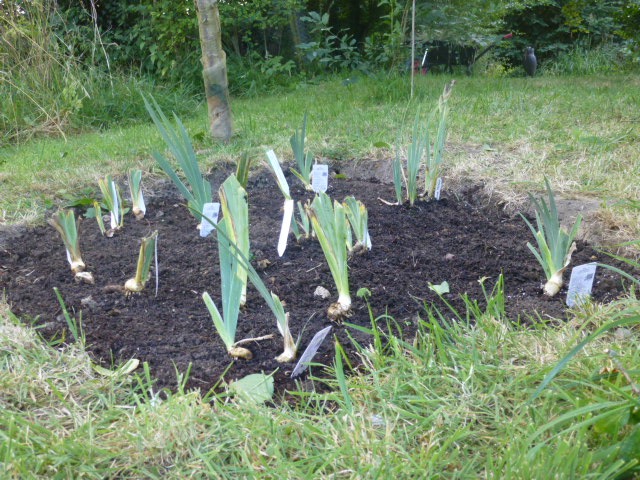 New iris bed August 2016
